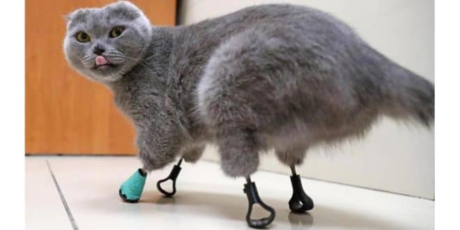 L'impression 3D et les animaux : Dymka le chat avec 4 prothèses