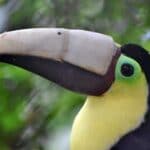 L'impression 3D et les animaux : le Toucan avec son bec imprimé en 3D