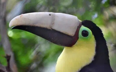L&rsquo;impression 3D et les animaux