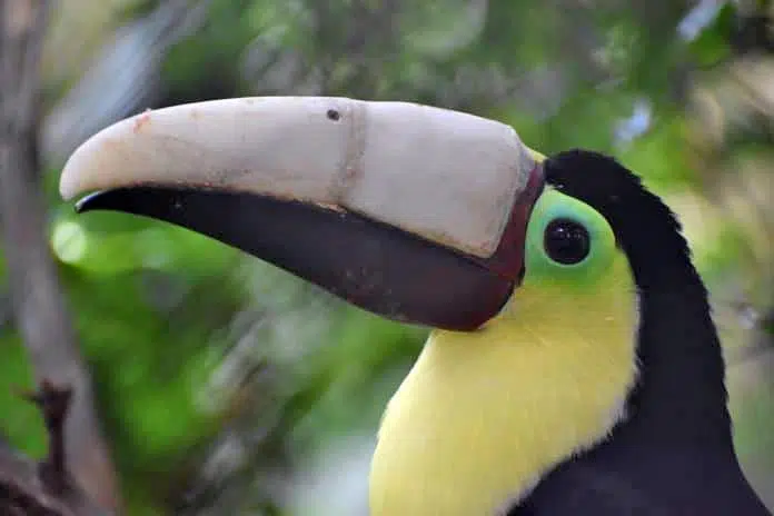 L&rsquo;impression 3D et les animaux